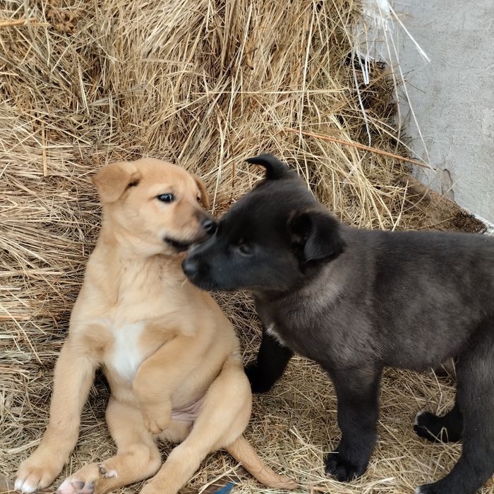 Отдам в добрые руки