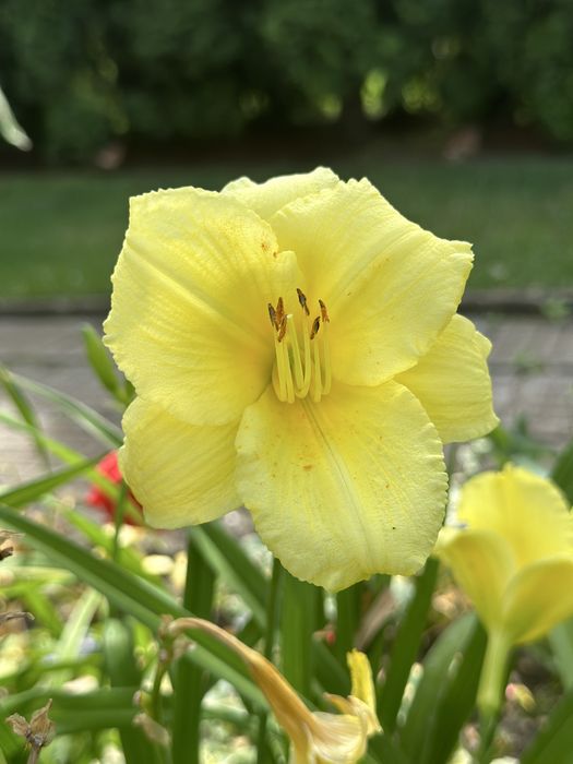 Хемерокалиси