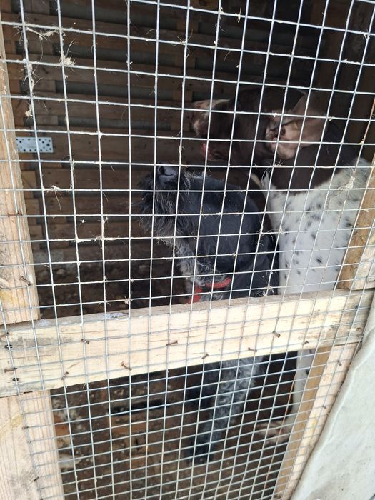 Дратхар девочка 1.5 года