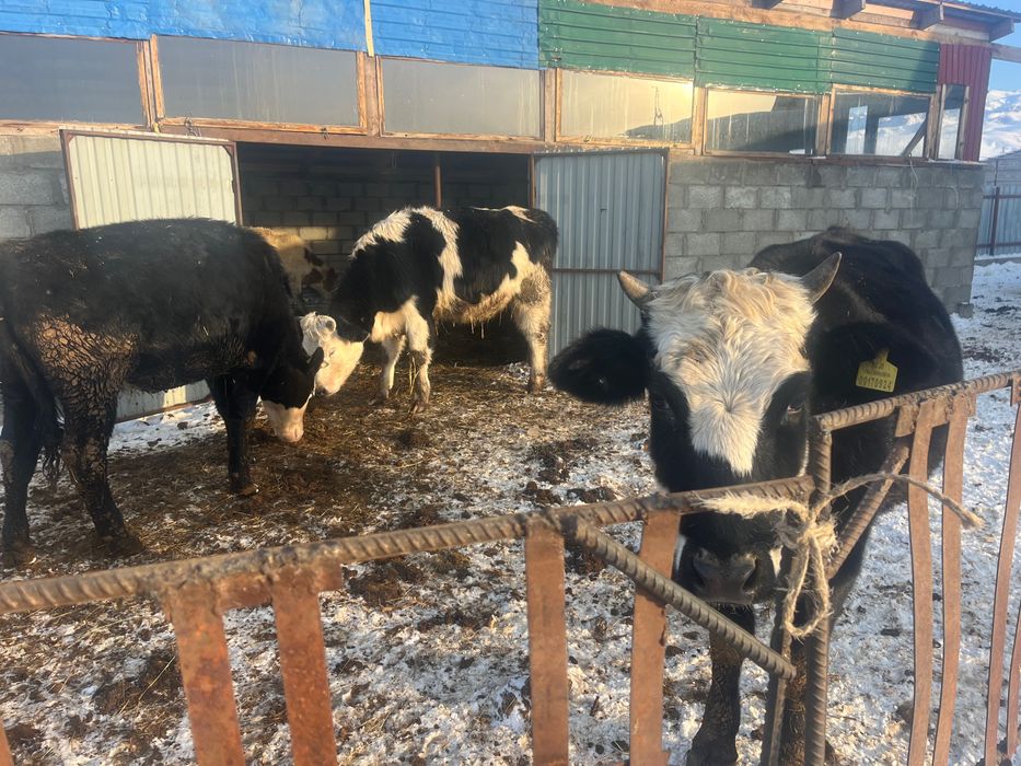 Сельхозживотные.