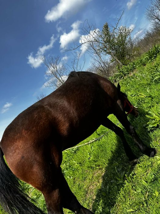 Vând Iapa 3 ani jumate