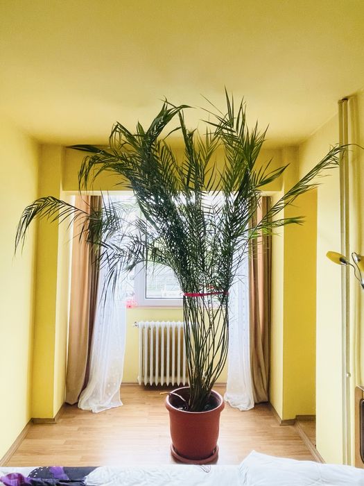 Palmier Areca URIAȘ 2.40m – plantă decorativă mare