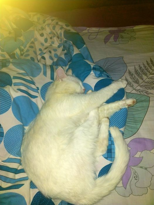 В город Алга, отдам бесплотно, только хорошие руки