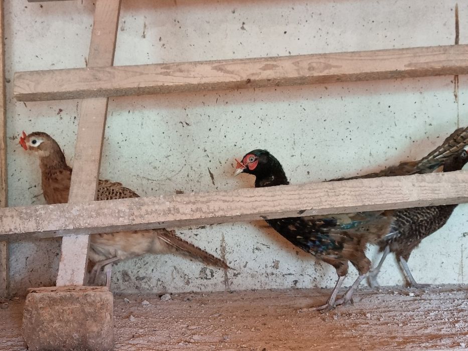 Fazani tenebros si roscati