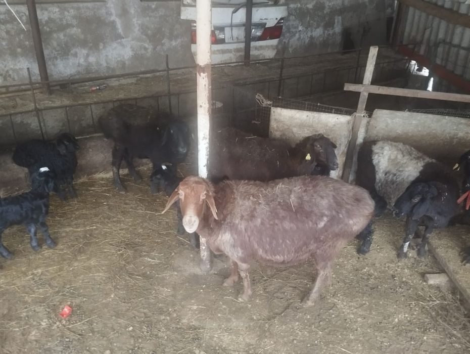 10 БАС Қозылы қойлар бар