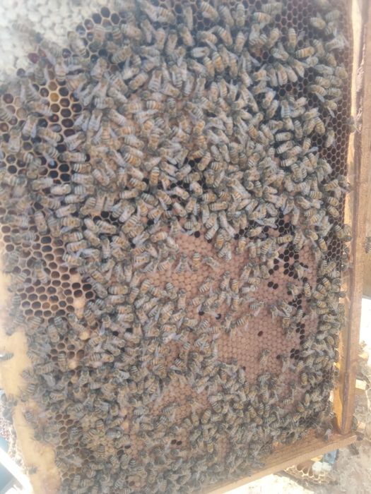 Асалари оиласи сотилади