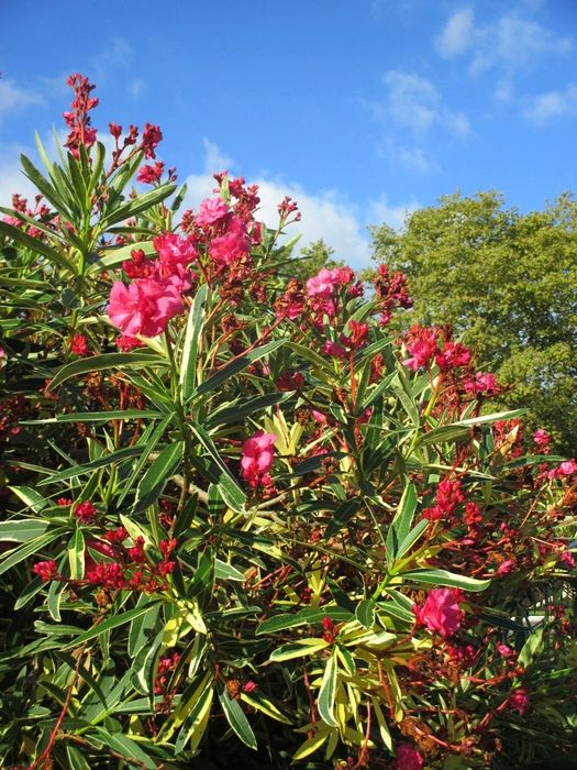 Олеандр вариегатный (Nerium oleander variegata) — 120 см