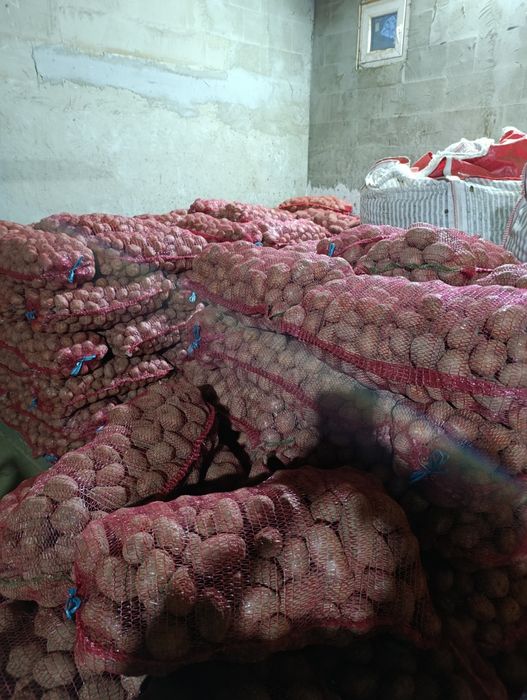 Cartofi samanta bellarosa