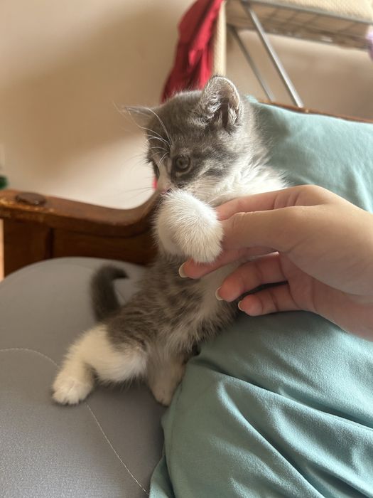 Отдаю кошечку в добые руки