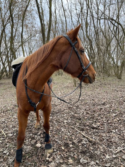 Cal cuminte de vânzare.
