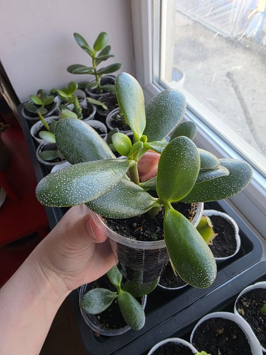 Комнатные (домашние) цветы