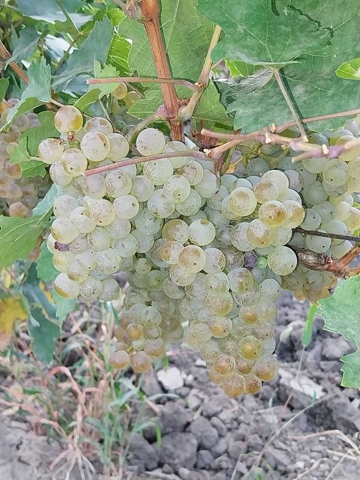 Struguri pentru vin de vanzare