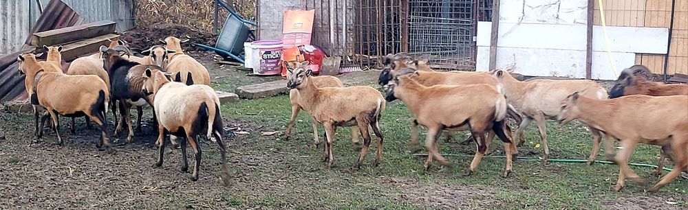 Vand oi camerun rasa pura genă tată mulfon