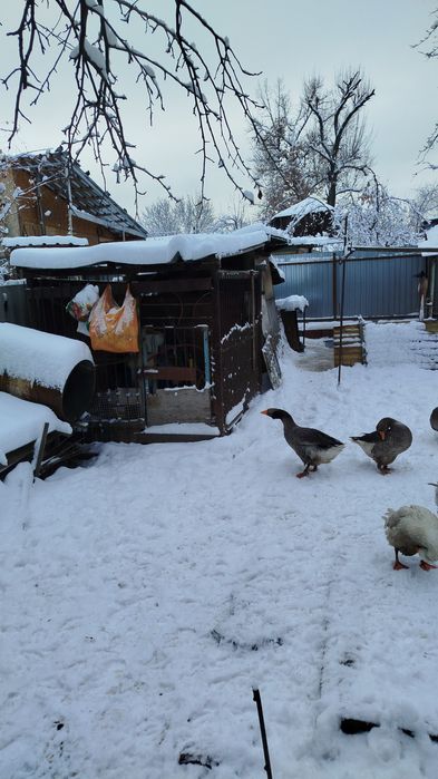 Гуси живые, откормленные!