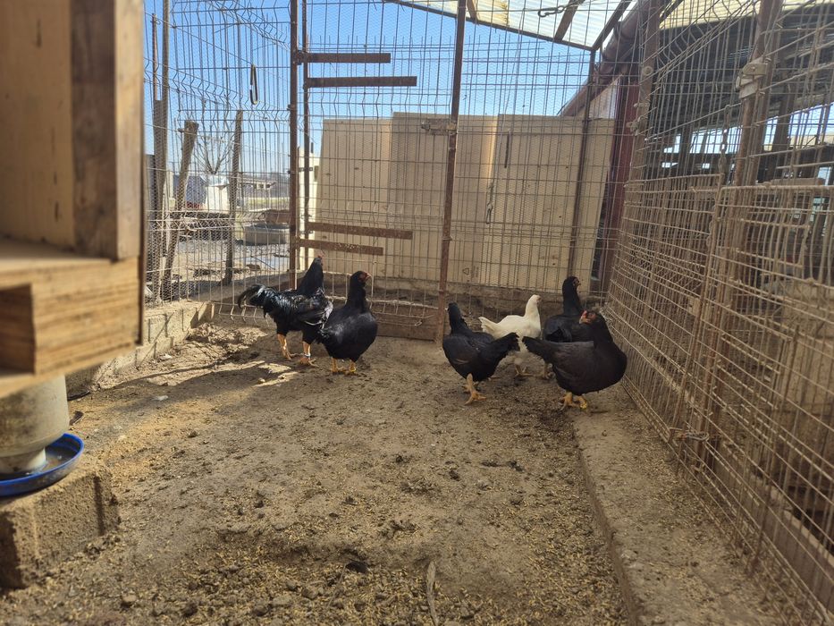 Vând oua ,combatant indian talie mare