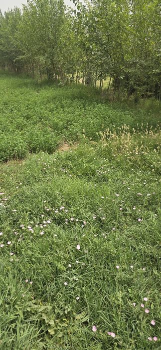 Denov Xazarbog sentrda yer sotiladi