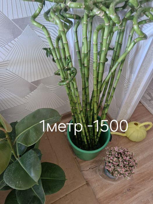 Уй гұлдері арзан багада