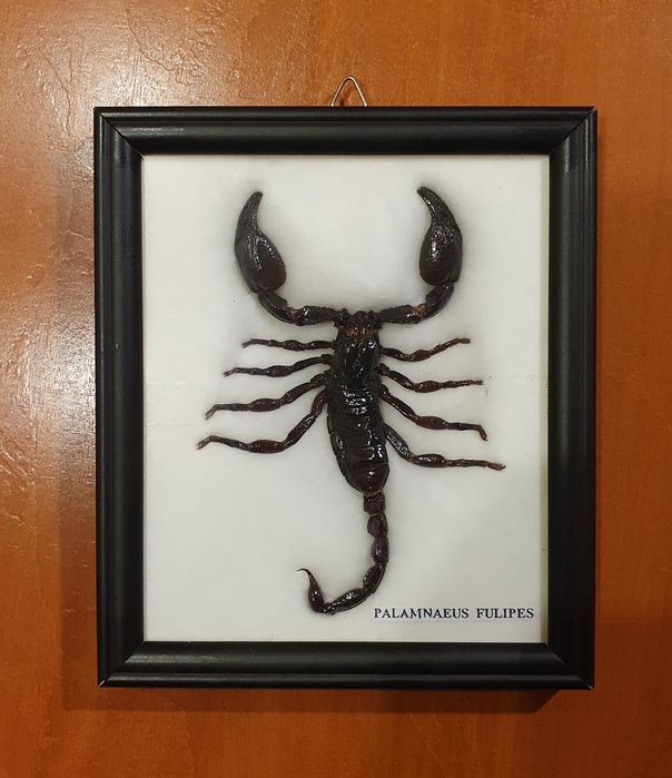 Scorpion inramat real
