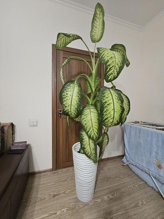 Продаю диффенбахию в белом кашпо
