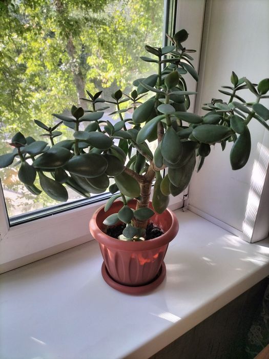 Цветы комнатные.