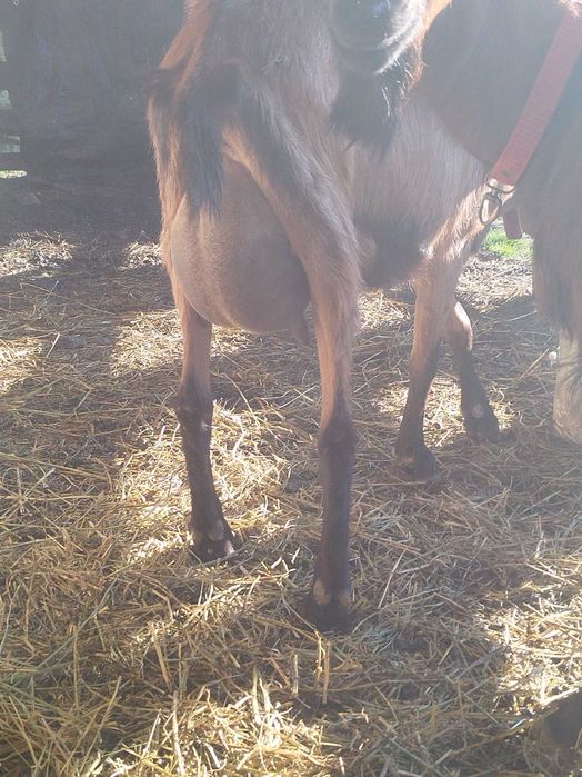 Tapi si iedute de vanzare