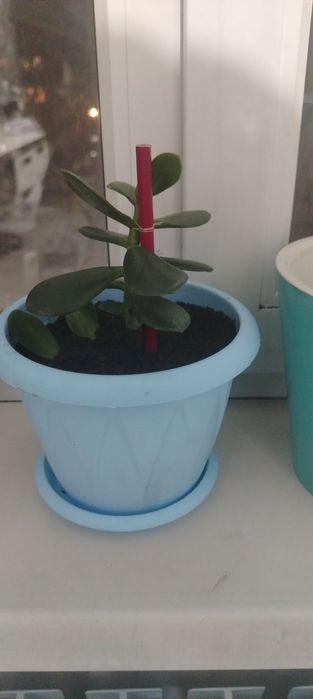 Продам денежное дерево