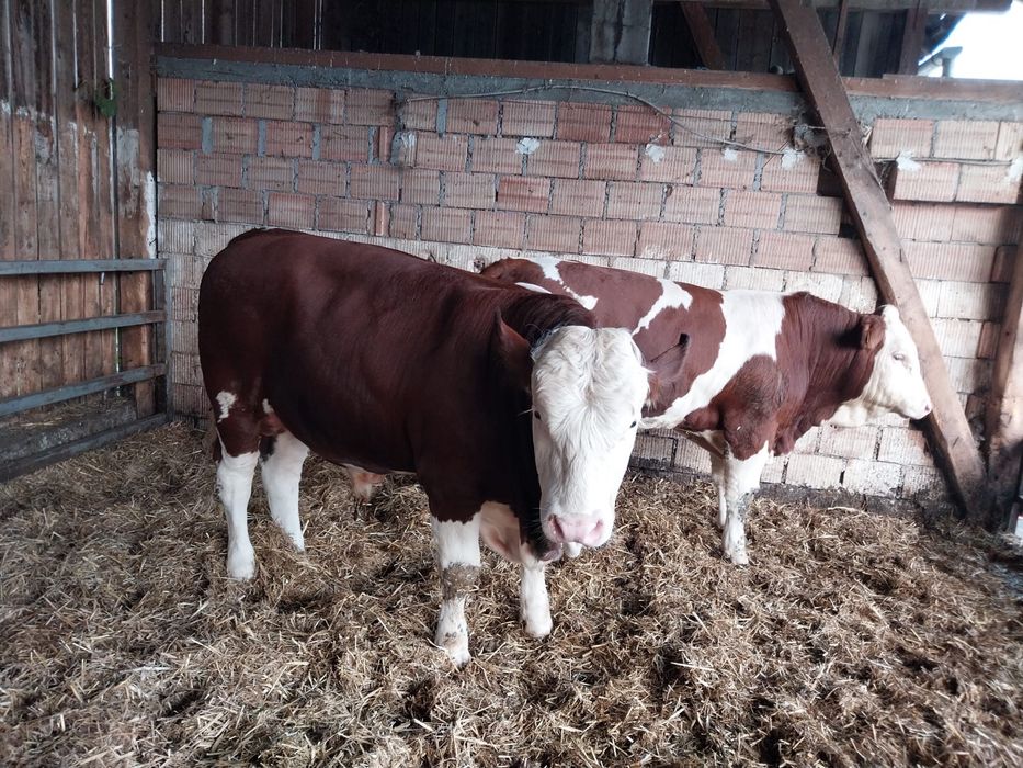 Tauri pentru montă naturală