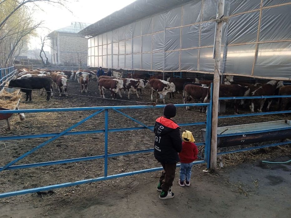 Наслли чорва моллари