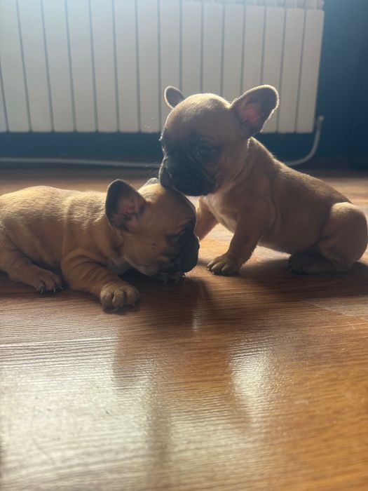 Френски булдог !!!