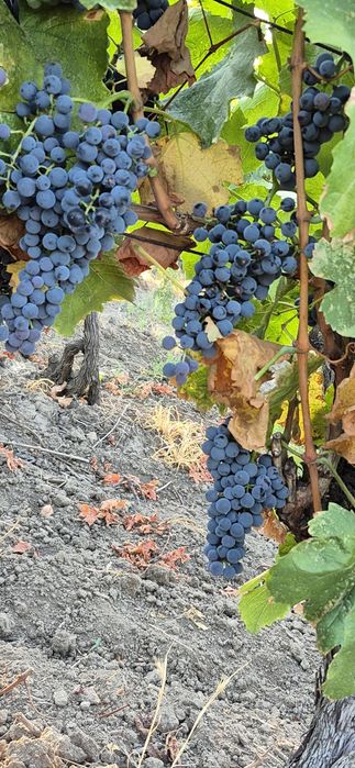 Struguri  de vin si masa