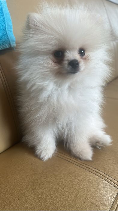 Pomeraniam mini toy