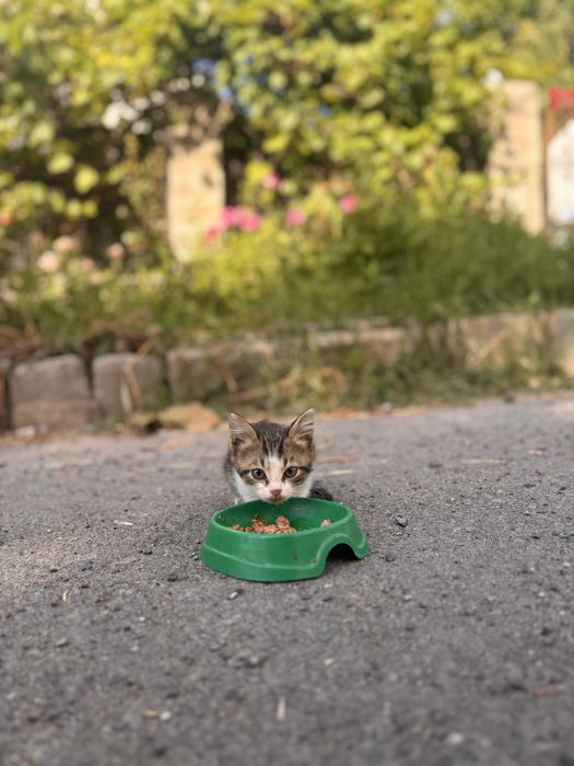 Котята, в добрые руки.