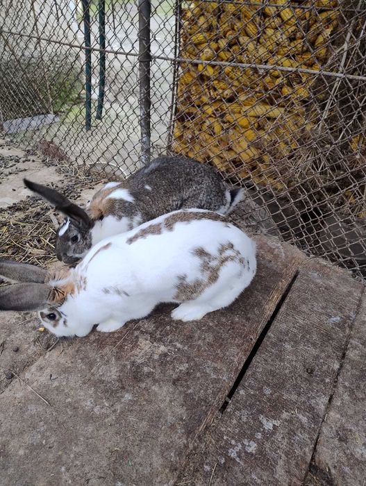 Vând iepuri de casa