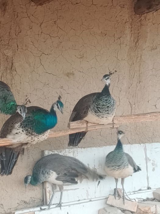 Павлины Самка/Самец