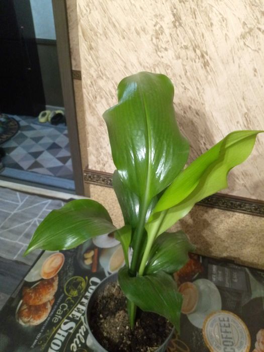 Продам комнатные цветы