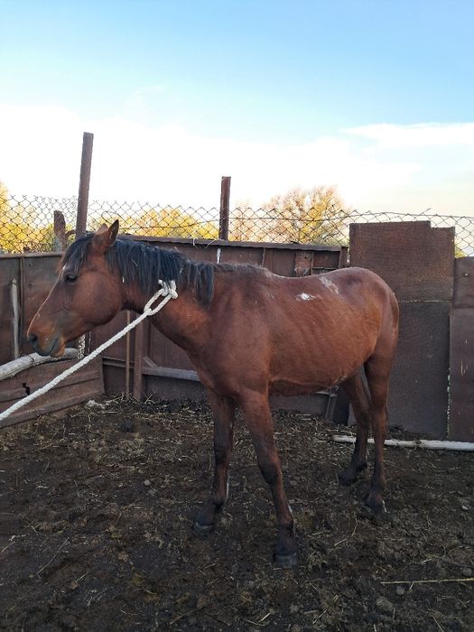 Дөнен, еркек, міңгі.