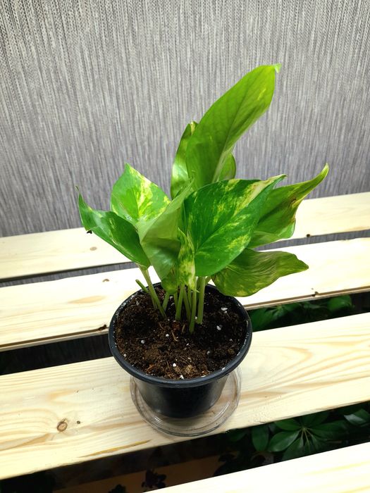 Продам Диффенбахия Рефлектор