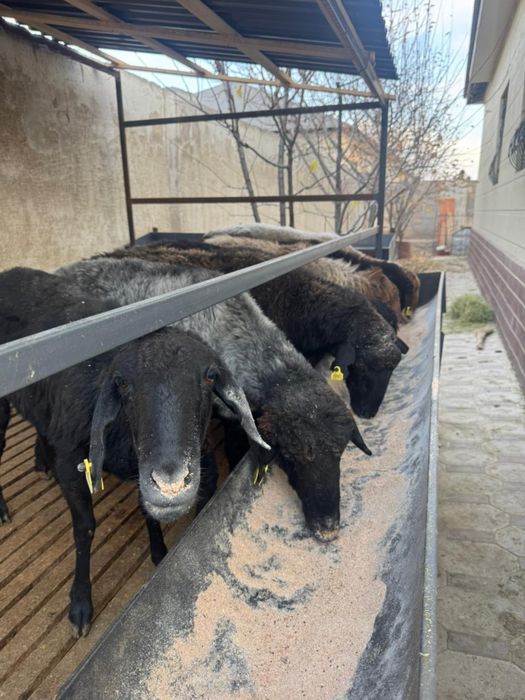 Баран, кой бар сатылады