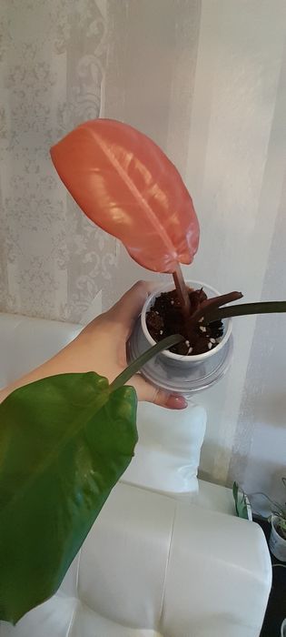 Филодендрон Принц оф оранж