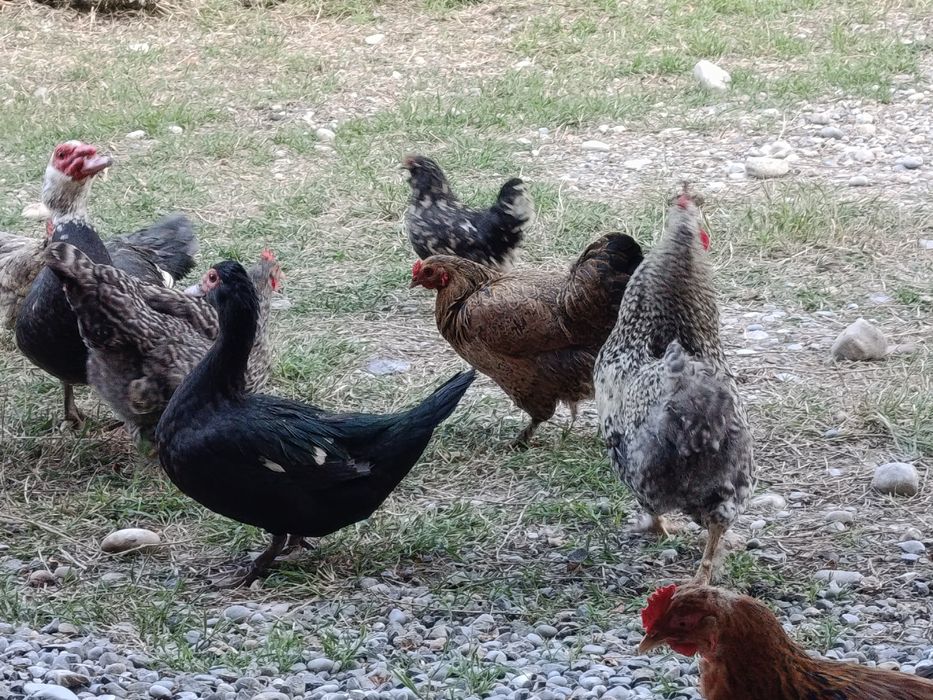 Продам идаутку ,