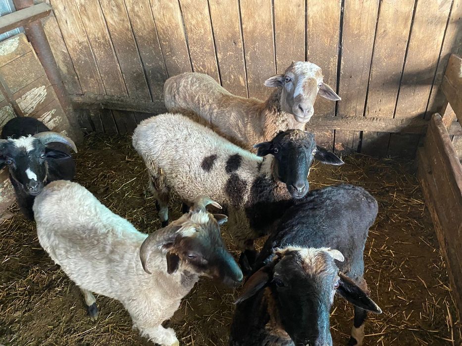 Бараны на откорме