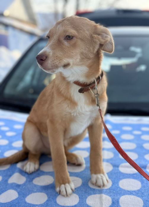 Отдам в добрые руки