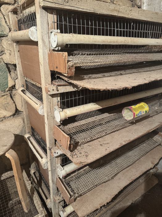 Клетка бөдене.