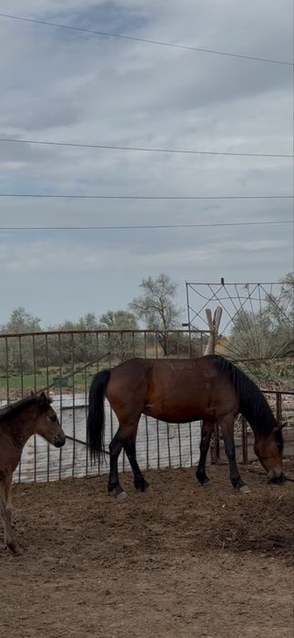 Кабыла 4 года верховаяя жеребенок девочка