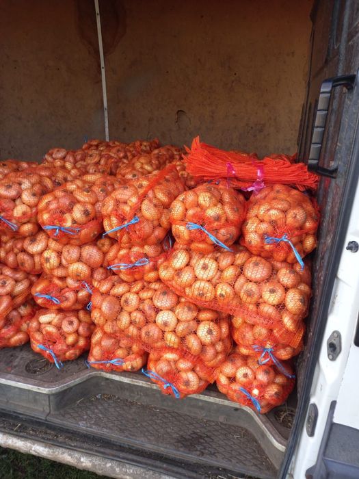 Vand ceapa galbena plata romaneasca !