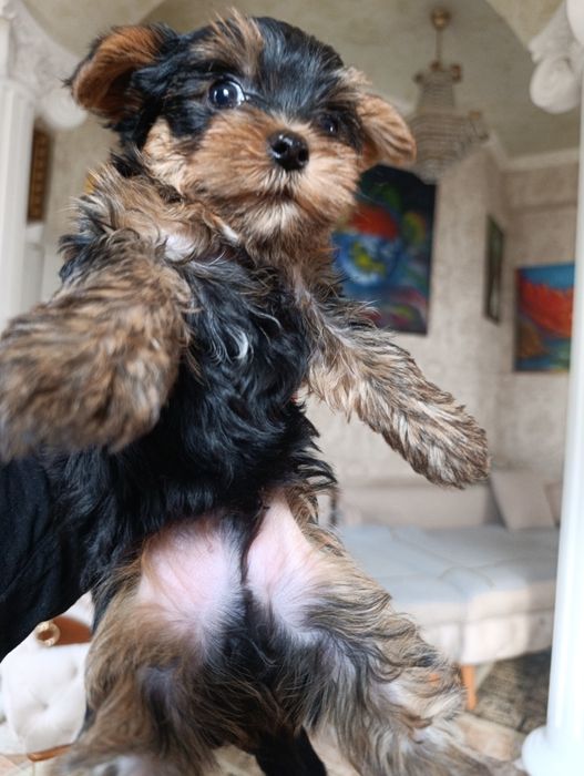 Продам щенков Йоркширского терьера-мини.