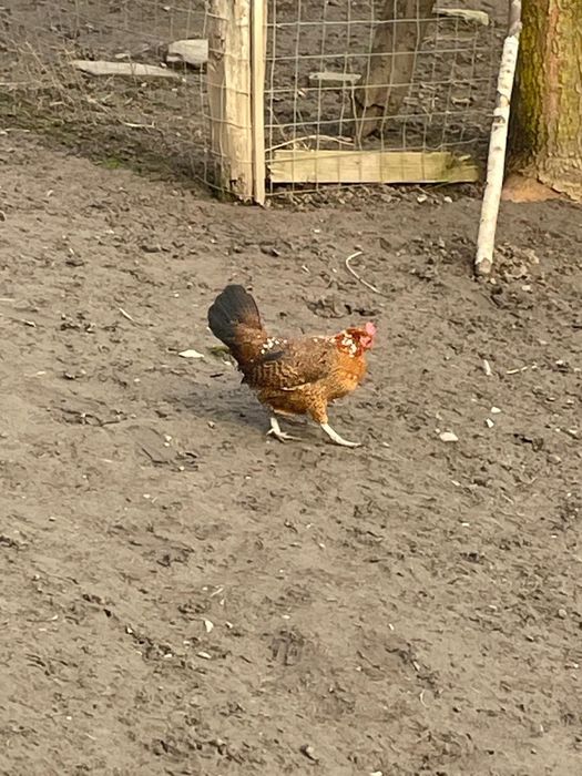 Vând găinușă ghabo