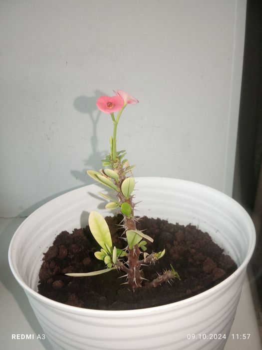 Комнатные растения