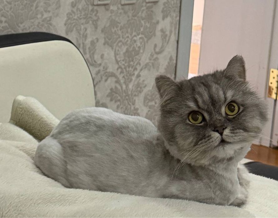 Отдам даром в любящие руки!