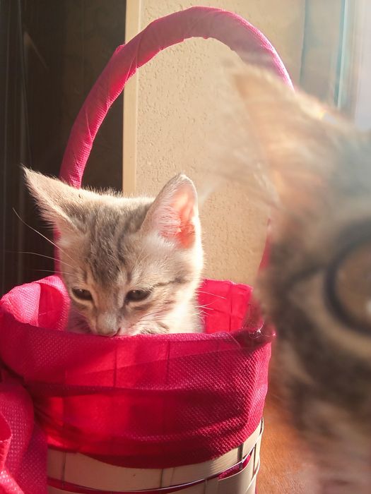 Отдам даром котенка